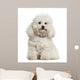 Bolonka, 4 years old, sitting against white background Wall Decal