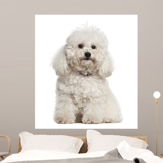 Bolonka, 4 years old, sitting against white background Wall Decal