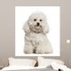 Bolonka, 4 years old, sitting against white background Wall Decal
