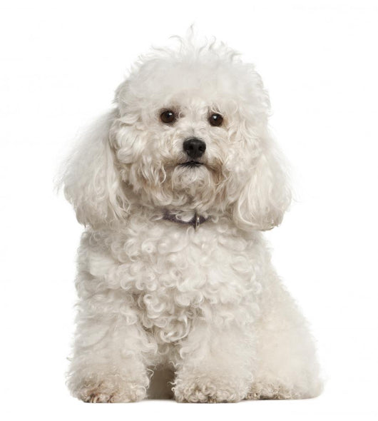 Bolonka, 4 years old, sitting against white background Wall Decal