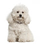 Bolonka, 4 years old, sitting against white background Wall Decal