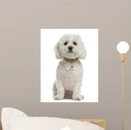 Bichon Fris 5 Years Wall Decal