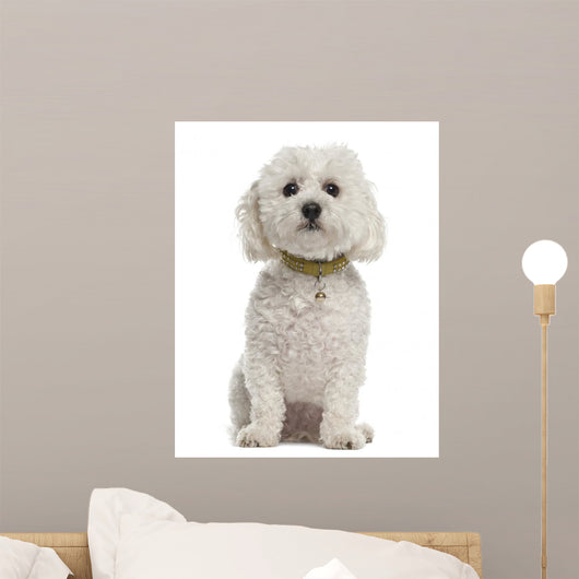 Bichon Fris?Â©, 5 years old, sitting against white background Wall Decal