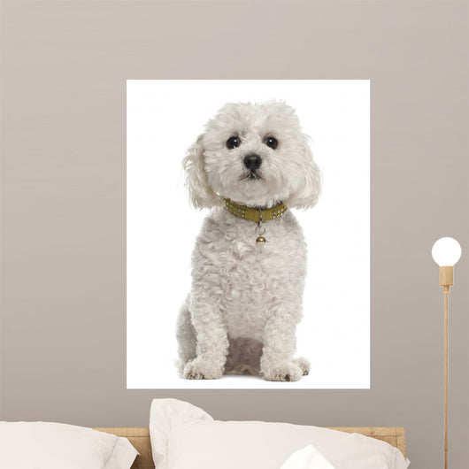 Bichon Fris?Â©, 5 years old, sitting against white background Wall Decal