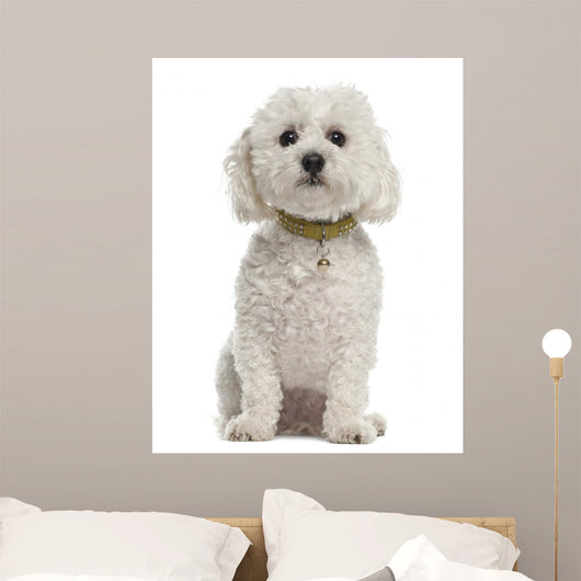 Bichon Fris?Â©, 5 years old, sitting against white background Wall Decal