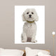 Bichon Fris?Â©, 5 years old, sitting against white background Wall Decal