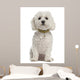 Bichon Fris?Â©, 5 years old, sitting against white background Wall Decal