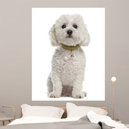 Bichon Fris?Â©, 5 years old, sitting against white background Wall Decal