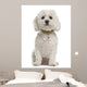 Bichon Fris?Â©, 5 years old, sitting against white background Wall Decal