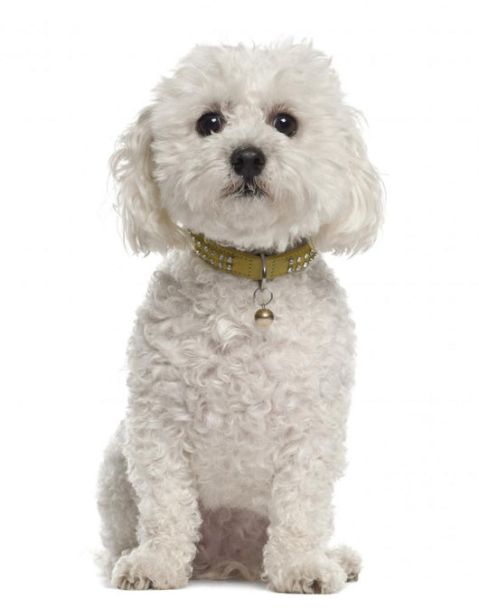 Bichon Fris?Â©, 5 years old, sitting against white background Wall Decal
