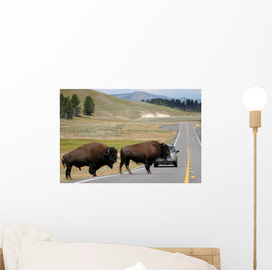 Bison Crossing the Road in Yellowstone Wall Mural