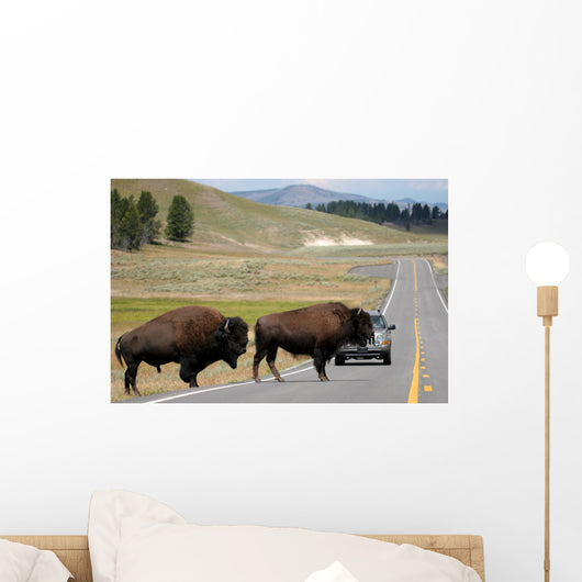 Bison Crossing the Road in Yellowstone Wall Mural