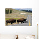 Bison Crossing the Road in Yellowstone Wall Mural