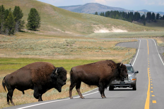 Bison Crossing the Road in Yellowstone Wall Mural