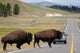 Bison Crossing the Road in Yellowstone Wall Mural