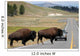 Bison Crossing the Road in Yellowstone Wall Mural