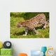 Amur Leopard Walking Grassland