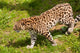 Amur Leopard Walking Grassland