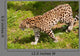 Amur Leopard Walking Grassland