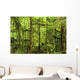Moss-Covered Trees Wall Mural