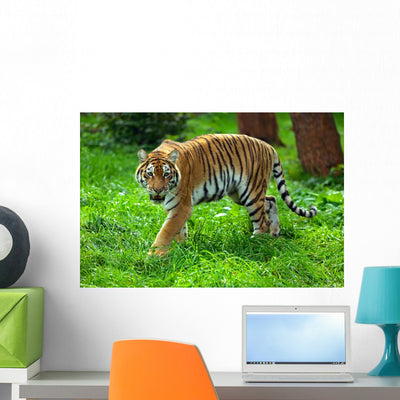 Tigers shown on a wall