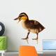 Domestic Duckling Wall Mural