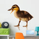 Domestic Duckling Wall Mural