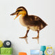 Domestic Duckling Wall Mural