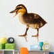 Domestic Duckling Wall Mural