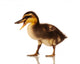 Domestic Duckling Wall Mural