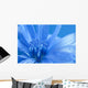 Blue Chicory