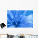 Blue Chicory