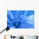 Blue Chicory