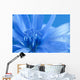 Blue Chicory