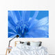 Blue Chicory