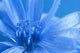 Blue Chicory