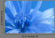 Blue Chicory