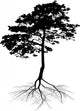 Black Pine Tree with