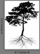 Black Pine Tree with