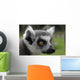 Ring-tail Lemur Portrait Wall Mural