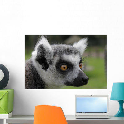 Ring-tail Lemur Portrait Wall Mural shown on a wall