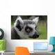 Ring-tail Lemur Portrait Wall Mural