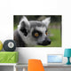 Ring-tail Lemur Portrait Wall Mural