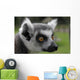 Ring-tail Lemur Portrait Wall Mural