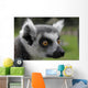 Ring-tail Lemur Portrait Wall Mural