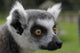 Ring-tail Lemur Portrait Wall Mural