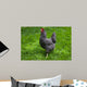 Barred Rock Hen Grass Wall Mural