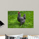 Barred Rock Hen Grass Wall Mural