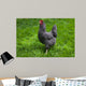 Barred Rock Hen Grass Wall Mural