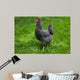 Barred Rock Hen Grass Wall Mural